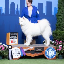 Queenie - Samoyed