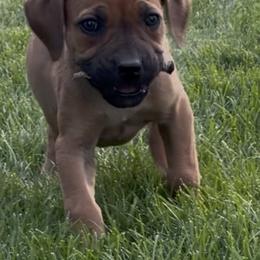 Purple - Brown female Boerboel puppy in Laramie, Wyoming from Standing Stone Boerboels