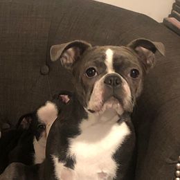 Maya - Boston Terrier
