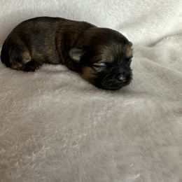 Boy 3 - Brindle male Shih Tzu puppy in Milford, Delaware from Spunky Shih-Tzus Delaware (Spunky Shih-Tzus)