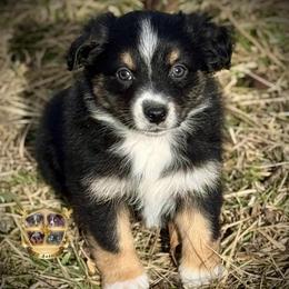Oklahoma - female Miniature Australian Shepherd puppy in El Dorado Springs, Missouri from HP Aussie Kennels