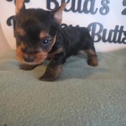 Gasby - Black and tan male Yorkshire Terrier puppy in Clermont, Florida from Bella's Prissy Butts