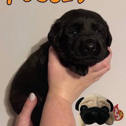 Pugsly - Black male Labrador Retriever puppy in Water Valley, Mississippi from Three Lakes Labs & WHDs