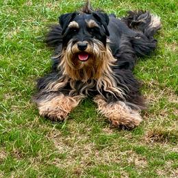 Sassy - Miniature Schnauzer