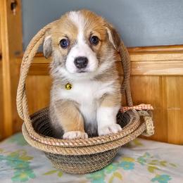 Ma Smalley - Red female Pembroke Welsh Corgi puppy in Fortine, Montana from North Star Pembroke Welsh Corgi's