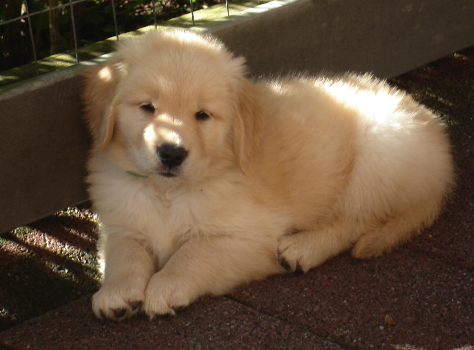 Kisamore Goldens in Maryland | Golden Retriever puppies | Good Dog