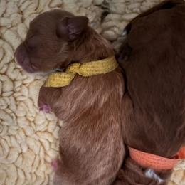 Yellow - Red  female Goldendoodle puppy in Guntersville, Alabama from Carefree Goldendoodles
