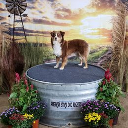 Miniature Australian Shepherd and Toy Australian Shepherd All Grown Up from Long's lil Aussies