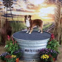 Miniature Australian Shepherd and Toy Australian Shepherd All Grown Up from Long's lil Aussies