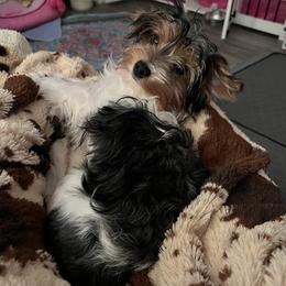 Gypsy - Morkie