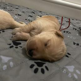 Mr. Red (Prince Eric) - Dark golden male Golden Retriever puppy in Umatilla, Florida from AT Marvelous Kennels