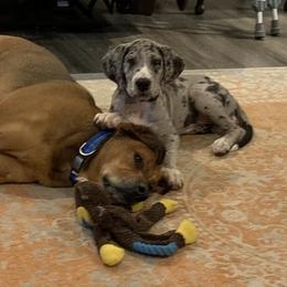 Great Dane Puppies from Sand Mountain Danes LLC