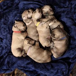 Miniature Schnauzers from Whitney's Miniature Schnauzers