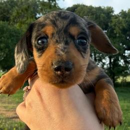 Girl 1 - Dapple female Dachshund puppy in Rising Star, Texas from Boring Weenies