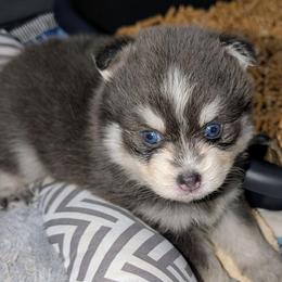 Colby (blue) - 2300 - Blue male Pomsky puppy in Spring Hill, Florida from www.PuppyTimeEmporium.com