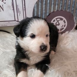 Boy 6 - Miniature Australian Shepherd puppy in Roseville, California from Golden State Mini Aussies