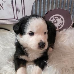 Boy 6 - Miniature Australian Shepherd puppy in Roseville, California from Golden State Mini Aussies