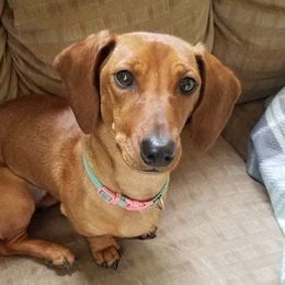 Dachshunds from Misty Hollow Cattery & Kennel