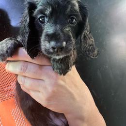 Pepper Girl 1 - Black and cream female Dachshund puppy in Bigfork, Minnesota from Dachshunds Up North