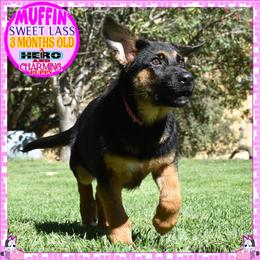 SWEET MUFFIN - Black and red female German Shepherd puppy in Murrieta, California from Diamond Oaks German Shepherds
