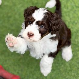Reese - Brown and white female Bernedoodle puppy in Royse City, Texas from Platinum Bernedoodles of Texas