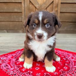 Bandit - Black tri male Miniature Australian Shepherd puppy in Cumberland, Wisconsin from Homestead Doxies & Shepherds LLC
