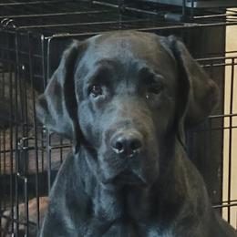 Fran - Labrador Retriever
