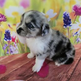 Girl 1 - Blue merle female Australian Shepherd puppy in Lakeland, Florida from Diamond P Australian Shepherds