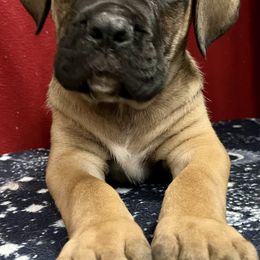 Cane Corso Puppies from River Bluff Cane Corsos