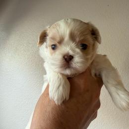 Ruma - Black and tan female Shih Tzu puppy in Oak Hills, California from High Desert  Shih Tzu