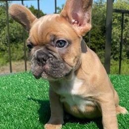 French Bulldogs from Anime Exotic Kennels