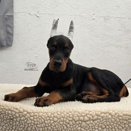 Hero - Black and rust male Doberman Pinscher puppy in China Township, Michigan from Snell's Superior Kennel Dobermann & GSP