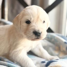 Ventura - Light golden male Golden Retriever puppy in Watkins, Colorado from Brightside Goldens