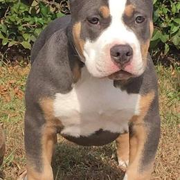 American Bully Puppies from Bolt Action Kennel