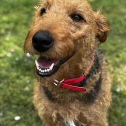 Josie - Airedale Terrier