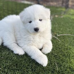 Labrador Retriever and Samoyed Puppies from Carefree Samoyeds & Deserthills Labradors
