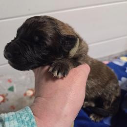 Light Blue Collar Boy - Sable male German Shepherd puppy in Dallas, Pennsylvania from Mountainside German Shepherds