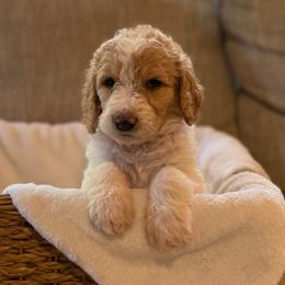 Riley - Parti female Goldendoodle puppy in Fayetteville, Arkansas from Mountain Grove Doodles