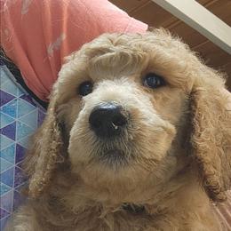 Burley - Apricot male Poodle puppy in Stephentown, New York from Creme de la Poodle, standard poodles