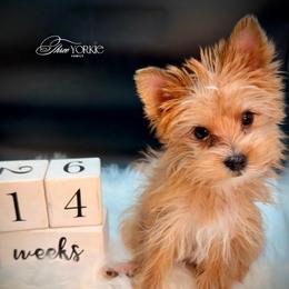 Leo - Tan male Yorkshire Terrier puppy in Machesney Park, Illinois from Three Yorkie Family