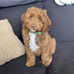 Australian Labradoodle Puppies from Semper Doodles