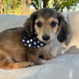Lucky - Cream male Dachshund puppy in Ontario, Oregon from Get A Long Little Doggie