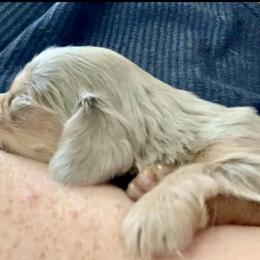 Dachshund Puppies from Meldox