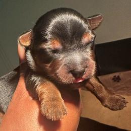 CKC Duke - Black and gold male Yorkshire Terrier puppy in North Carolina from Many Minnie Yorkies