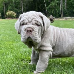 Neapolitan Mastiffs from Consigliere Mastino