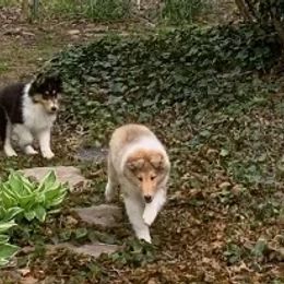 Collies, Pembroke Welsh Corgis, and Shih Tzus from M&J Country Kennels