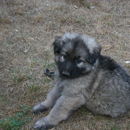 Shiloh Shepherd Puppies from Solace Shilohs
