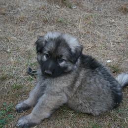 Shiloh Shepherd Puppies from Solace Shilohs