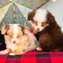 Toy Australian Shepherd puppies from Texas Miniature Aussies