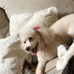 Princess - Poodle